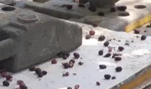 Dudele i-au adus sfârşitul. Un giurgiuvean a căzut în fosa septică a unei primării în timp ce încerca să culeagă fructele