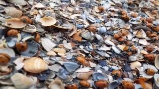 Cel mai aglomerat weekend pe litoral:  "Acum la mare este cod roşu de distracţie şi de voie bună"