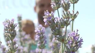 Fotografii în lanul de lavandă: "Oamenii îşi doresc cât mai mult să facă şedinţe foto în natură"