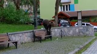 Urs filmat plimbându-se nestingherit prin Băile Tuşnad. Animalul s-a aşezat pe o bancă, să se odihnească