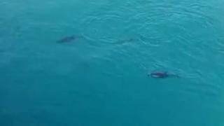 Imagini superbe în largul Mării Negre. Delfinii au făcut un adevărat spectacol lângă o platformă petrolieră