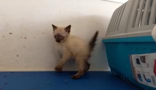 Abandonul de animale, de neoprit în România. La uşă, peste gard, sunt azvârlite pe fugă direct din portbagaj, ca nişte gunoaie