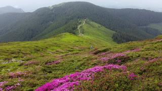 Peisaj de basm pentru turiştii care ajung pe platoul munților Leaota, la cota 1800: "Greu de descris în cuvinte. E o sărbătoare a naturii"