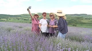 Festival în lanul de lavandă, la Mădăraș. Turiştii au luat cu asalt câmpul parfumat, pentru o şedinţă foto de succes