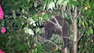 Un urs s-a cocoţat în cireşul unei familii din Săcele şi a stat acolo câteva zile bune