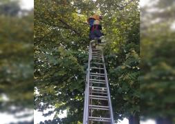 Un vasluian a chemat pompierii să-l dea jos din tei  VIDEO