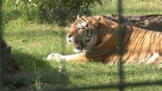 Tigrii siberieni şi lupii arctici de la Grădina Zoologică din Oradea, afectaţi de temperaturile caniculare