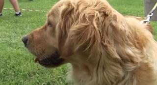 Paradă de frumuseţe canină şi dresaj la Iaşi. Zeci de câini de rasă, dar şi găini se întrec pentru locul fruntaş