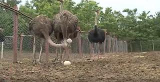 Mulţi fermieri români s-au reorientat. În loc de găini, cresc struţi: "Dintr-un ou pot manca 12 persoane"