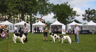 Zeci de câini de rasă s-au întrecut în frumusețe la Iași, la Animal Fest, iar juriul a dat verdictul final