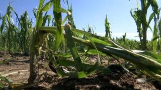 Sute de hectare de culturi au fost distruse de grindină. Agricultorii speră că statul îi va despăgubi: Toată cultura a fost distrusă, totul este compromis