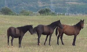 Insula Ostrov, paradisul cailor sălbatici, a devenit una dintre cele mai atrăgătoare destinaţii, în Caraş-Severin