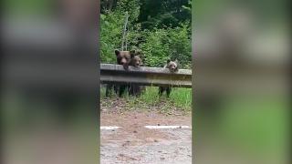 Surpriză pentru şoferii de pe Transfăgărăşan. S-au trezit cu doi ursuleţi jucăuşi şi mama lor printre maşini