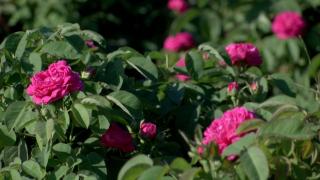 Afaceri născute din pură pasiune: Doi soţi din Olt au pus pe picioare propriul business cu trandafiri pentru dulceaţă şi cosmetice