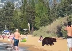 O familie de urși și-a făcut apariția, printre turiști, pe o plajă din SUA. Animalele s-au răcorit, apoi s-au întors în pădure