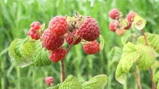 Producţia de zmeură, grav afectată de ploile abundente urmate de caniculă: "Au mucegai; dacă plouă continuu pierdem toată recolta"