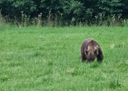 Cum va fi gestionată problema urşilor, după ce ministrul Mediului a dat nas în nas cu unul, zilele trecute