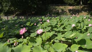 Paradis exotic, în centrul staţiunii Băile Felix: Nuferi, lotuşi uriaşi, lacuri pline cu specii de peşti unice şi broaşte ţestoase