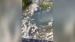Zeci de peşti morţi plutind pe Bega. "Eu i-am văzut duminică. Erau morți. Și mirosea deja"