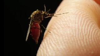 Ţânţarii sunt mai atraşi de persoanele care fac sport sau care consumă des bere. Lista mirosurilor ''apetisante'' pentru insecte