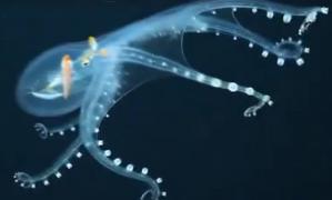 Descoperire incredibilă şi rară în Oceanul Pacific: Caracatiţa de sticlă