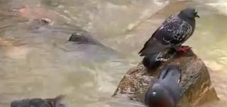 Minele din Maramureş, la un pas de o catastrofă ecologică: o firmă aflată acum în insolvenţă ar trebui să prevină poluarea