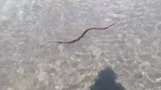 Un șarpe a fost văzut plutind în Marea Neagră. Imaginile au fost surprinse în staţiunea Eforie Nord de către turişti