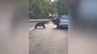 Un şofer din Vrancea a coborât din maşină pentru a hrăni un urs, pe marginea şoselei. Inconştienţa, filmată de alţi participanţi la trafic