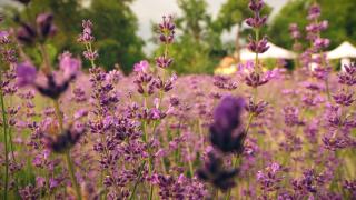 Relaxare și experiență culturală într-un lan de lavandă din Cristuru Secuiesc: "Este foarte frumos să vezi câtă cultură și civilizație este aici, și câta pace"