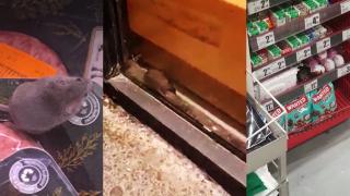Șoarecii și șobolanii au devenit amatori de superoferte din magazine. Au dat năvală la cumpărături