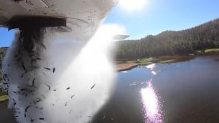 Ploaie de pești în Utah. Zeci de mii de pești au fost aruncaţi din avion: ”În general supraviețuiesc”. VIDEO