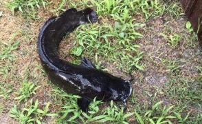 Cine deţinea somnul african găsit în Delta Dunării și considerat un pericol în zonă