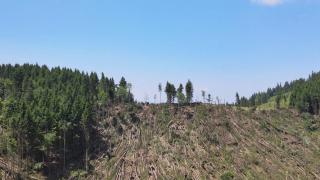 Dezastrul după furtună: Mii de copaci rupţi din rădăcină. "Cel puţin în zona asta, eu nu ştiu să fi fost vreodată aşa ceva. Arborii sunt doborâţi în mai multe direcţii"