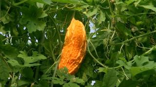 Castravetele amar, afacerea de succes a unei familii din Gorj: "Noi din asta trăim, asta este singura sursă de venit"