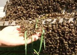 Apicultorii se bucură de o producţie record de miere, după seceta de anul trecut. Chiar și așa, prețurile au crescut