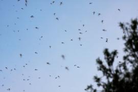 Țânțarii au câştigat bătălia în Bucureşti. Dezinsecţiile făcute cu întârziere aproape că nu au efect: ”Sunt mai mulți ca anul trecut!”