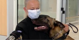 Cinci câini antrenaţi îi caută de Covid pe pasagerii care ajung pe aeroportul din Sibiu