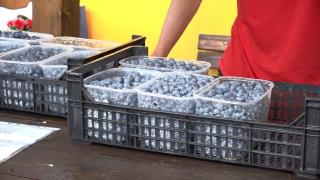 Fructe aromate, dulceaţă şi spectacol de muzică populară la Festivalul Afinelor din Hunedoara