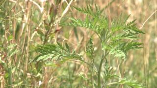 Alergia la ambrozie afectează tot mai multe persoane. Care sunt simptomele şi ce avertizează medicii: "Pacienții ajung să nu mai poată respira"