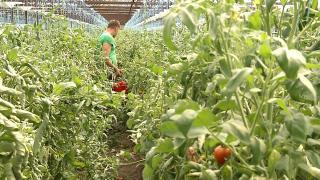 Legumele româneşti prind cu greu un loc pe rafturile din supermarketuri. Legumicultorii rămân cu marfa sau o vând pe sume derizorii