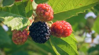 Tot mai mulţi agricultori aleg să se dedice culturilor BIO. Cât ajunge să coste un kilogram de mure