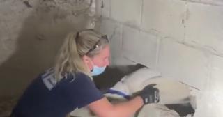 Câine salvat de pompieri, după ce a stat cinci zile prins între doi pereţi de beton în Statele Unite ale Americii