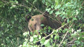 Statul trebuie să plătească 15.000 de euro unui român atacat de urs. Premiera a fost anunțată de Ministrul Mediului