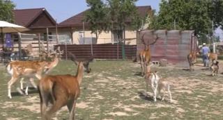 Iubitorii de animale pot intra într-o lume de poveste. Parcul zoologic din Şoimi găzduieşte peste 30 de specii diferite