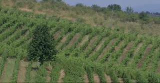 Podgoriile Drăgăşanilor ar putea pune România pe harta mondială a vinurilor. Turiştii sunt atraşi atât de peisaj, cât şi de cramele cu vinuri nobile