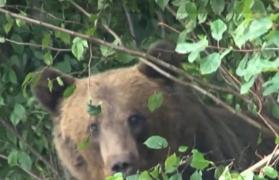 Urşii au trecut la atac: O nouă victimă, la doar o zi după primul incident dramatic: "Era săracul bătrânel, dar era curajos aşa"