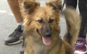 Parcul Izvor găzduieşte în această vară târgul de adopţii. Autorităţile caută stăpâni pentru o mie de câini abandonaţi