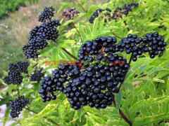 Afinele sunt vedetele verii. Sunt cele mai căutate fructe ale sezonului