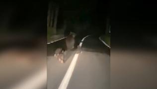O ursoaică cu trei pui jucăuşi, la plimbare pe şosea din Neamţ.