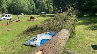 Filmul tragediei din Mureș. Fetița de 6 ani peste care a căzut un copac de câteva tone a murit sub ochii tatălui. Surioara ei e în stare critică